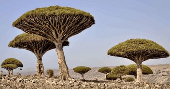 索科特拉岛天气预报