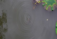 斯特罗普科夫天气预报