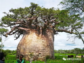 穆龙贝天气预报