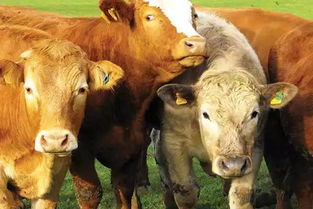 佩陶克县天气预报