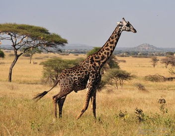 希尼安加天气预报