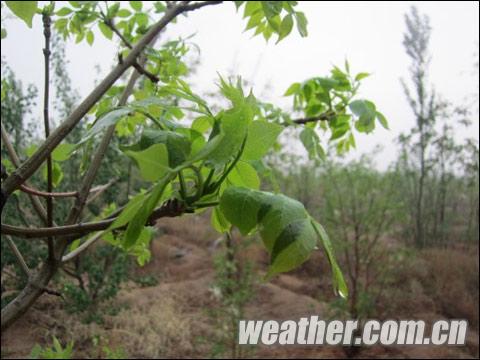 在自然条件和人工增雨的共同作用下，旱情得到有效的缓解。