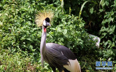 这是在乌干达西部基鲁胡拉一座国家公园拍摄的斑马(2011年10月15日摄)。新华社记者袁卿摄 这是在乌干达西部基鲁胡拉一座国家公园拍摄的斑马(2011年10月15日摄)。新华社记者袁卿摄